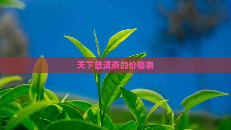 天下普洱茶的价格表