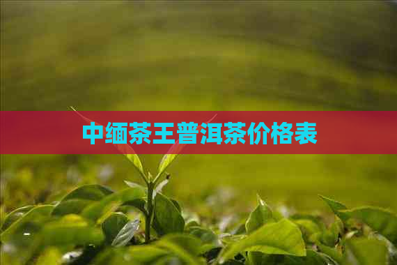 中缅茶王普洱茶价格表