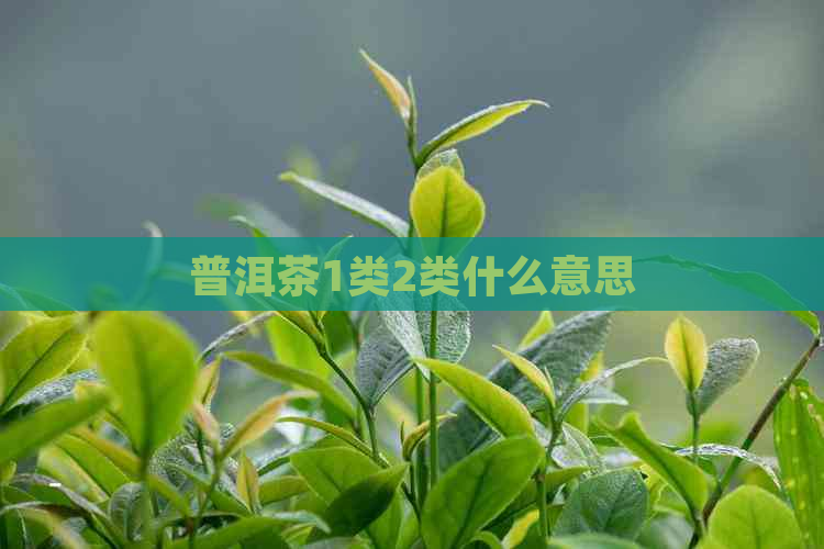 普洱茶1类2类什么意思