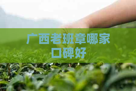 广西老班章哪家口碑好