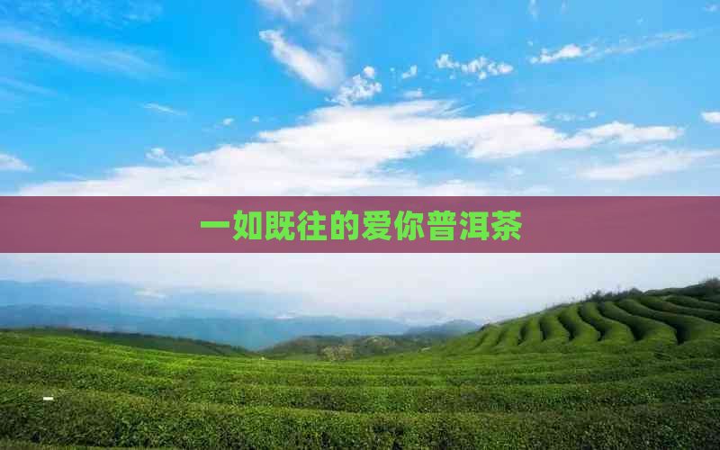 一如既往的爱你普洱茶