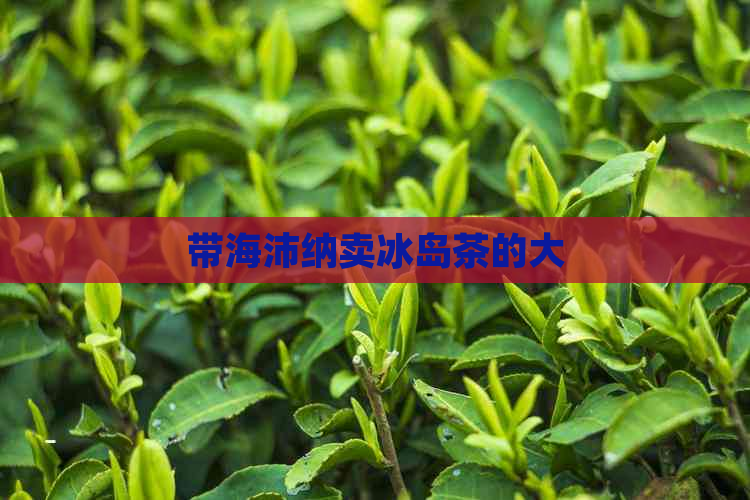 带海沛纳卖冰岛茶的大