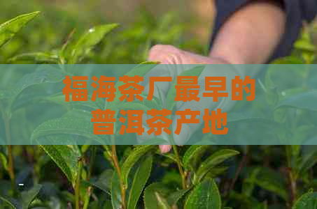 福海茶厂最早的普洱茶产地