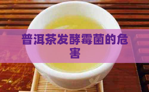 普洱茶发酵霉菌的危害