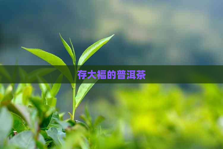 存大福的普洱茶