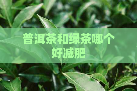 普洱茶和绿茶哪个好减肥