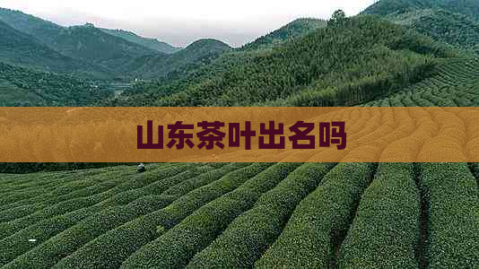 山东茶叶出名吗