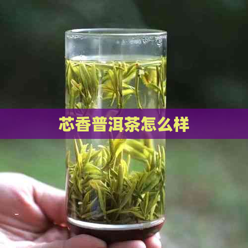 芯香普洱茶怎么样