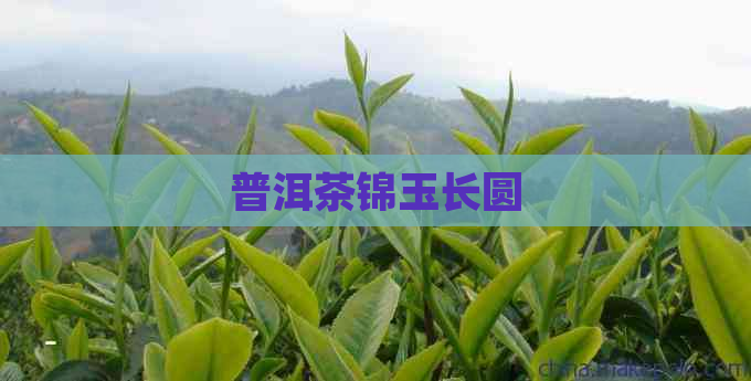 普洱茶锦玉长圆