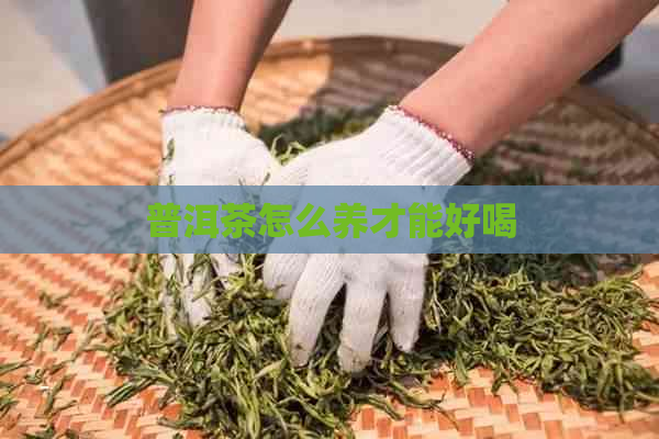 普洱茶怎么养才能好喝