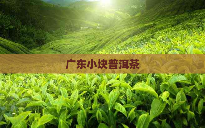 广东小块普洱茶