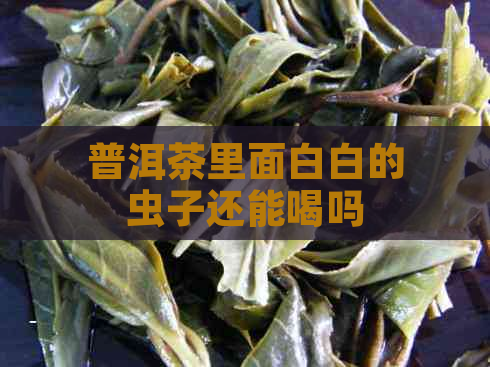 普洱茶里面白白的虫子还能喝吗