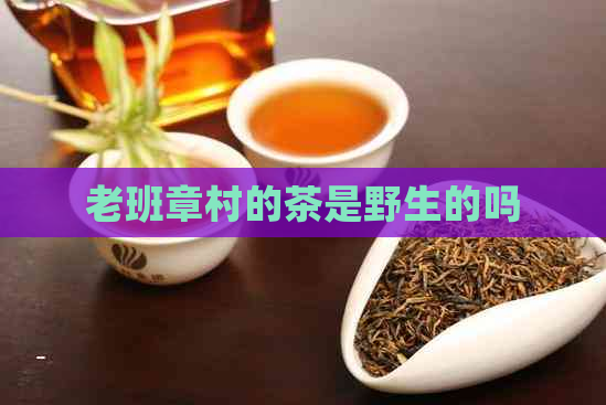 老班章村的茶是野生的吗