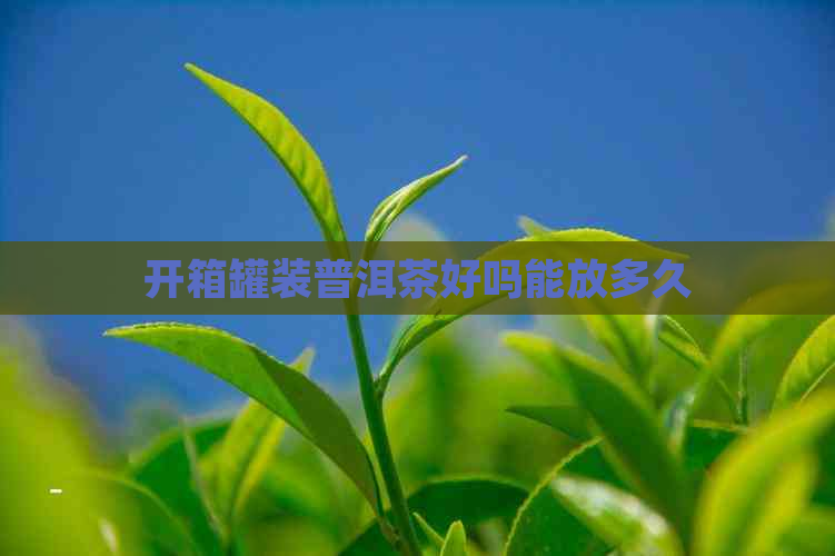 开箱罐装普洱茶好吗能放多久