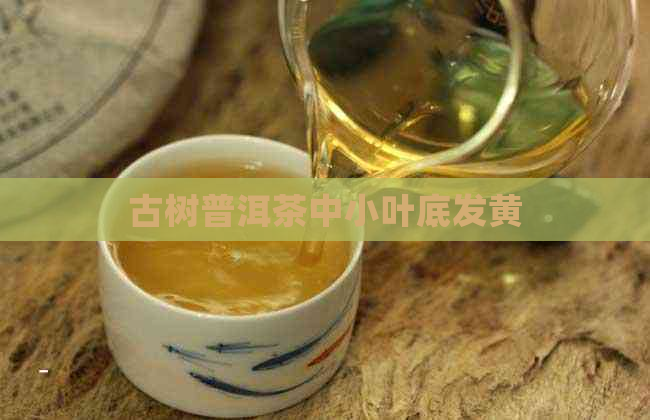 古树普洱茶中小叶底发黄