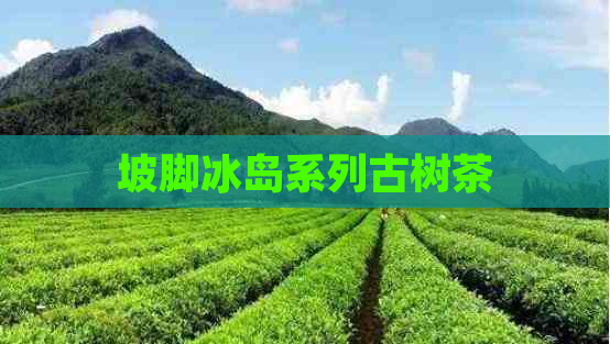 坡脚冰岛系列古树茶