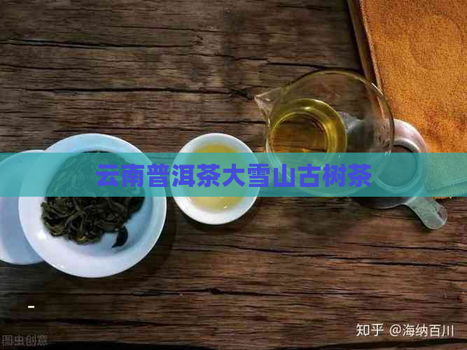 云南普洱茶大雪山古树茶