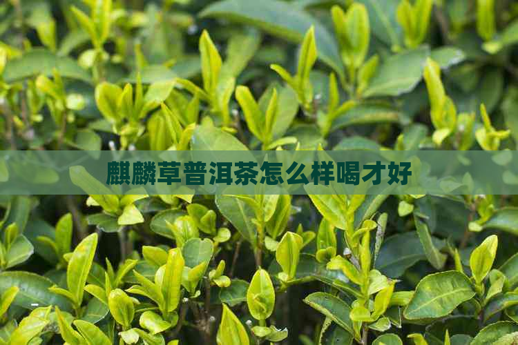 麒麟草普洱茶怎么样喝才好