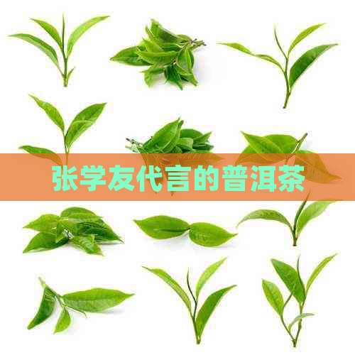 张学友代言的普洱茶