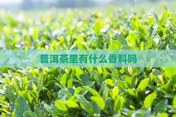 普洱茶里有什么香料吗