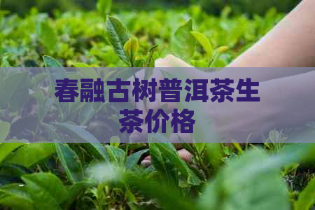 春融古树普洱茶生茶价格