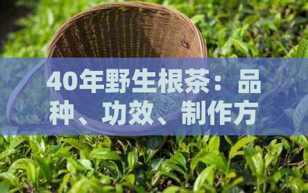 40年野生根茶：品种、功效、制作方法、饮用注意事项及其它可能的相关信息