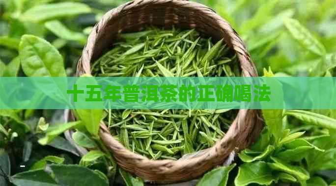 十五年普洱茶的正确喝法