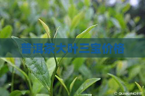 普洱茶大叶三宝价格