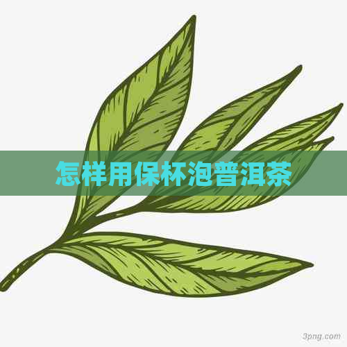 怎样用保杯泡普洱茶