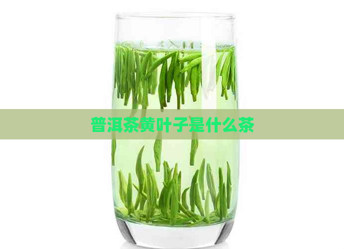 普洱茶黄叶子是什么茶