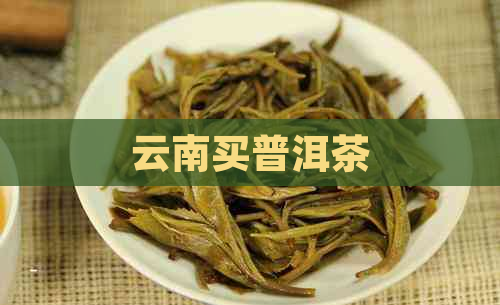 云南买普洱茶