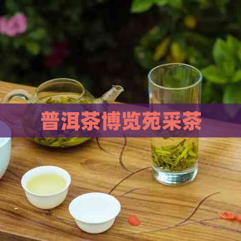 普洱茶博览苑采茶