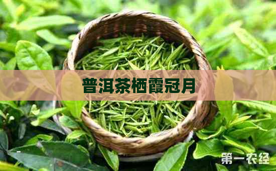 普洱茶栖霞冠月