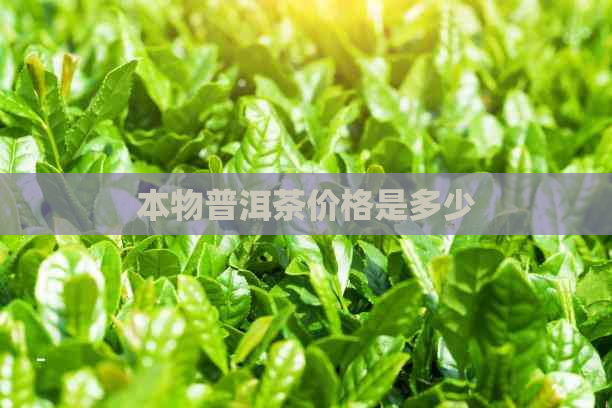 本物普洱茶价格是多少