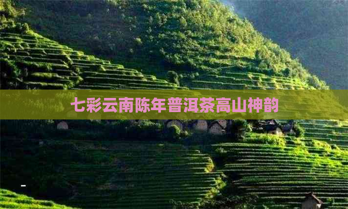 七彩云南陈年普洱茶高山神韵