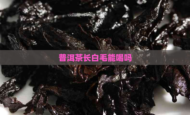 普洱茶长白毛能喝吗