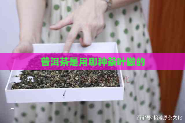 普洱茶是用哪种茶叶做的