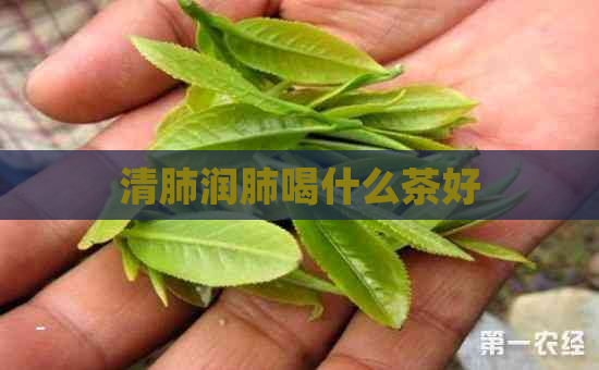 清肺润肺喝什么茶好