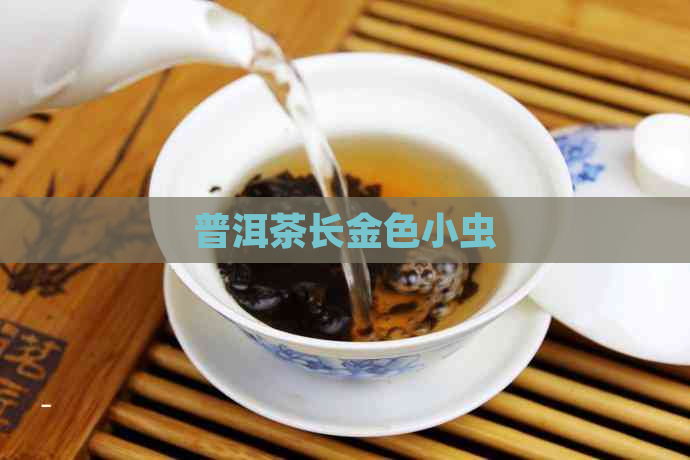 普洱茶长金色小虫