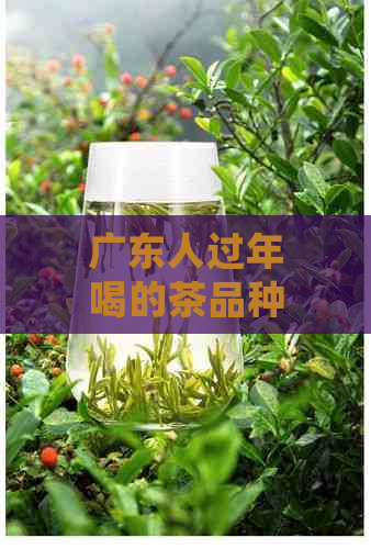 广东人过年喝的茶品种及特色：了解传统饮品与文化俗