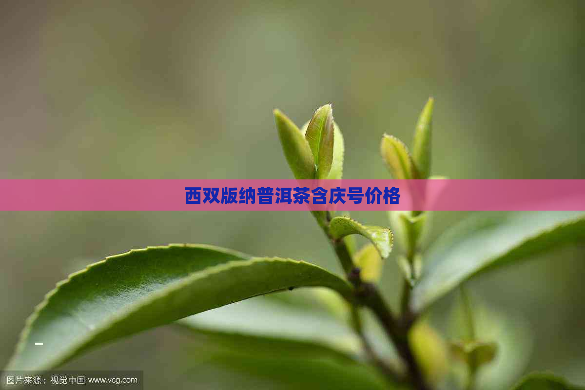 西双版纳普洱茶含庆号价格