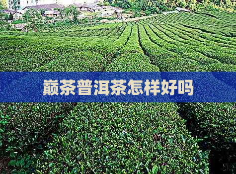 巅茶普洱茶怎样好吗