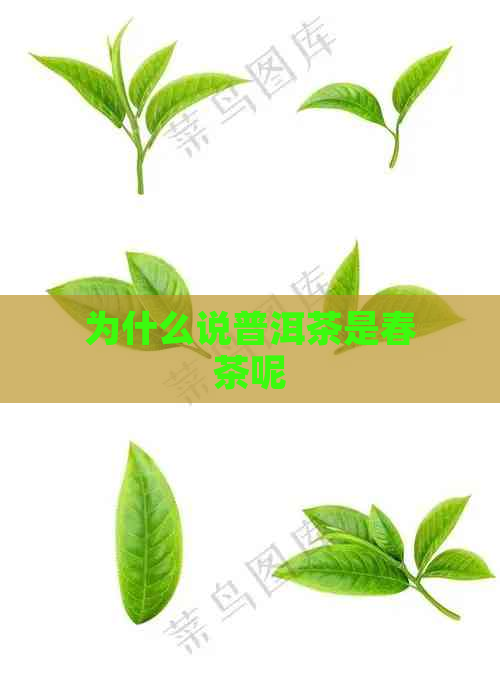 为什么说普洱茶是春茶呢