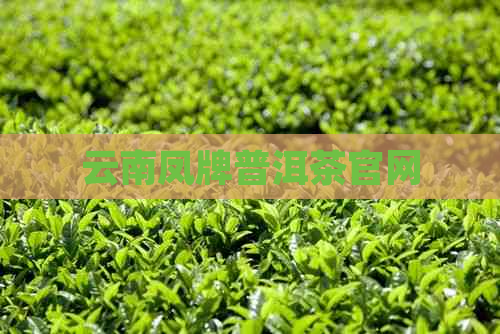 云南凤牌普洱茶官网