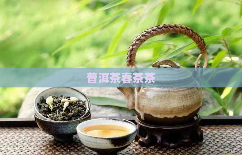 普洱茶春茶茶