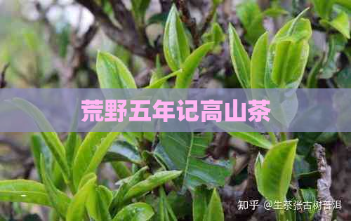 荒野五年记高山茶