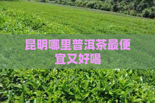 昆明哪里普洱茶更便宜又好喝