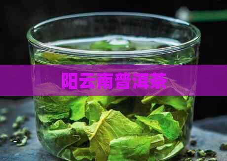 阳云南普洱茶