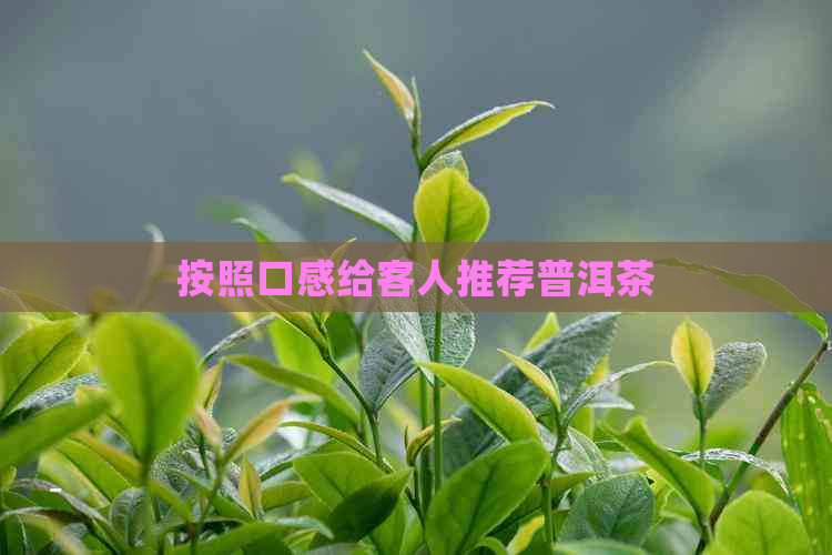 按照口感给客人推荐普洱茶