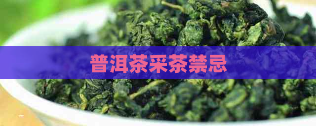 普洱茶采茶禁忌